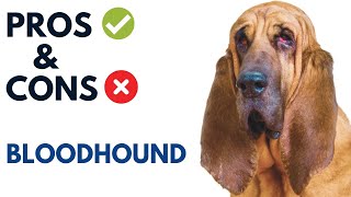 Bloodhound Dog Breed Pros And Cons Bloodhound Dog Advantages And Disadvantages