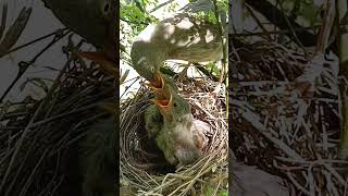 Wild babbler bird babies (P 45) #shorts #shortsvideo #shortsfeed #ytshorts #viral #short