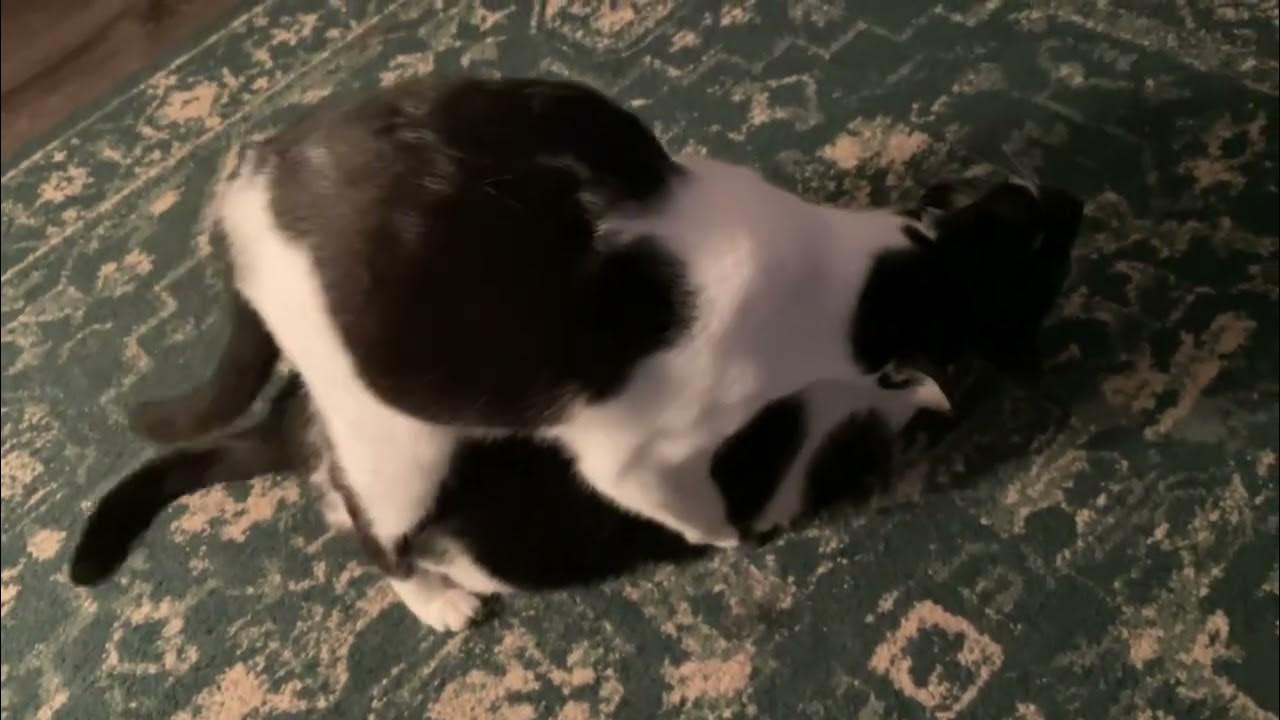 Cats humping each other YouTube