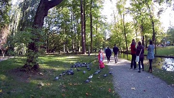 gitup git2 zywiec park pigeon party pushchair movie 1080p 60fps