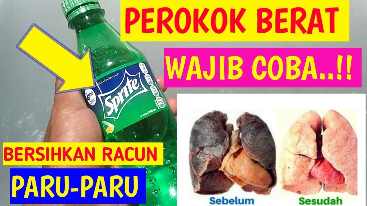 ALHAMDULILLAH Cara membersihkan paru paru  perokok secara 