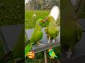 #cricket Sundar pyara mitthu 🥰🦜#nature