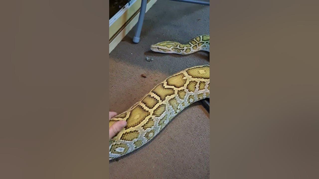 BIG Burmese python getting pets #pets #animals #shortsvideo # ...