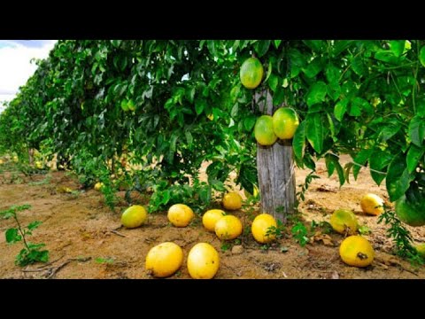 Vídeo: Campo trepadeira: descrição, propriedades úteis e aplicação