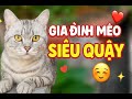 GIA ĐÌNH MÈO SIÊU QUẬY – YÊU THƯƠNG DỮ CHƯA? |CHỊ BA TV