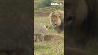 A heartwarming reunion wildearth expecttheunexpected lions happiness