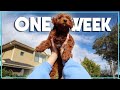 One week with Chicken & Jack (The Cavoodle and the Husky)