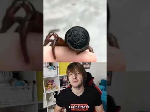 Самый необычный древний паук!