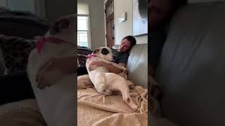 Meet Tiny A Terrier American Pit Bull Currently Available For Adoption 2192020 101214 Am