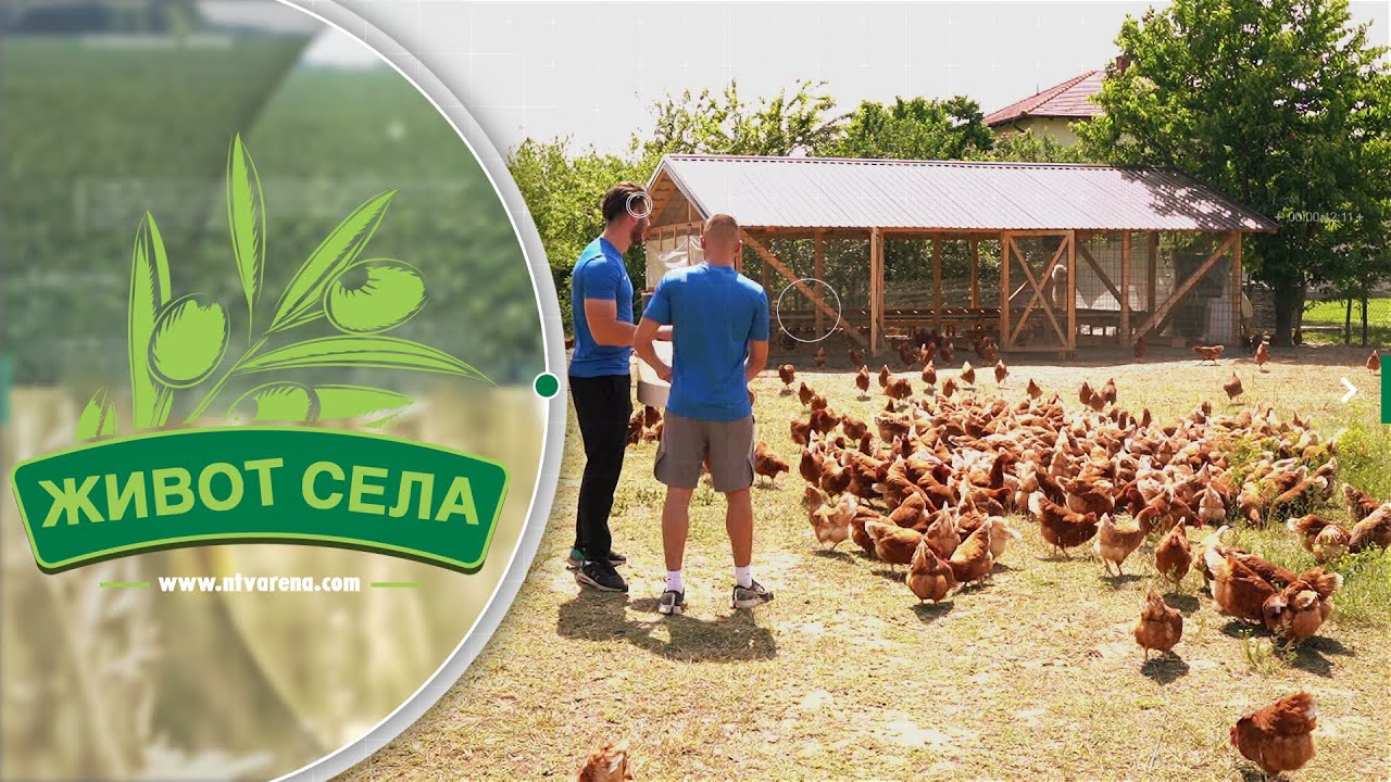 Nemanja i Zdravko zajedničkim snagama unapređuju sliku agrara; Oformili farmu koka nosilja