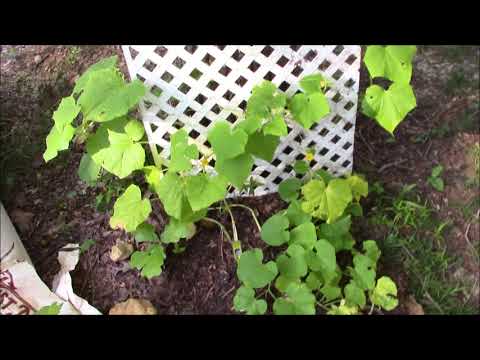 Tn blackberries and garden update.