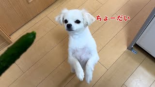 こちら、野菜大好きな犬 by 犬のこっちゃん、猫のなっちゃん 231 views 2 weeks ago 4 minutes