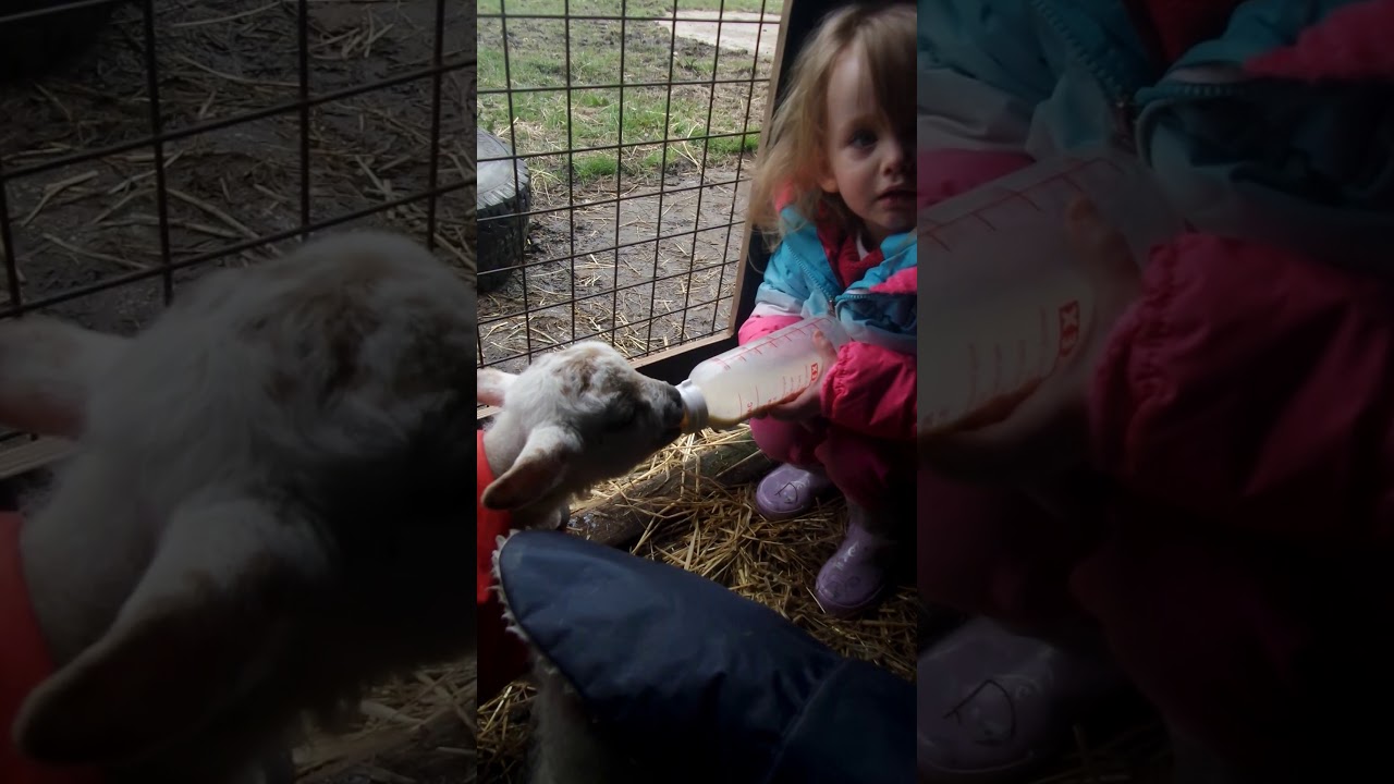 Little girl feeding orphaned Lambs