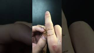 Cat-faced spider (Araneus gemmoides) Male Cat Faced Spider