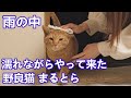 雨の中 濡れながらやって来た野良猫まるとら