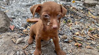 We found a homeless puppy picking up food in the landfill, he was very hungry and scared