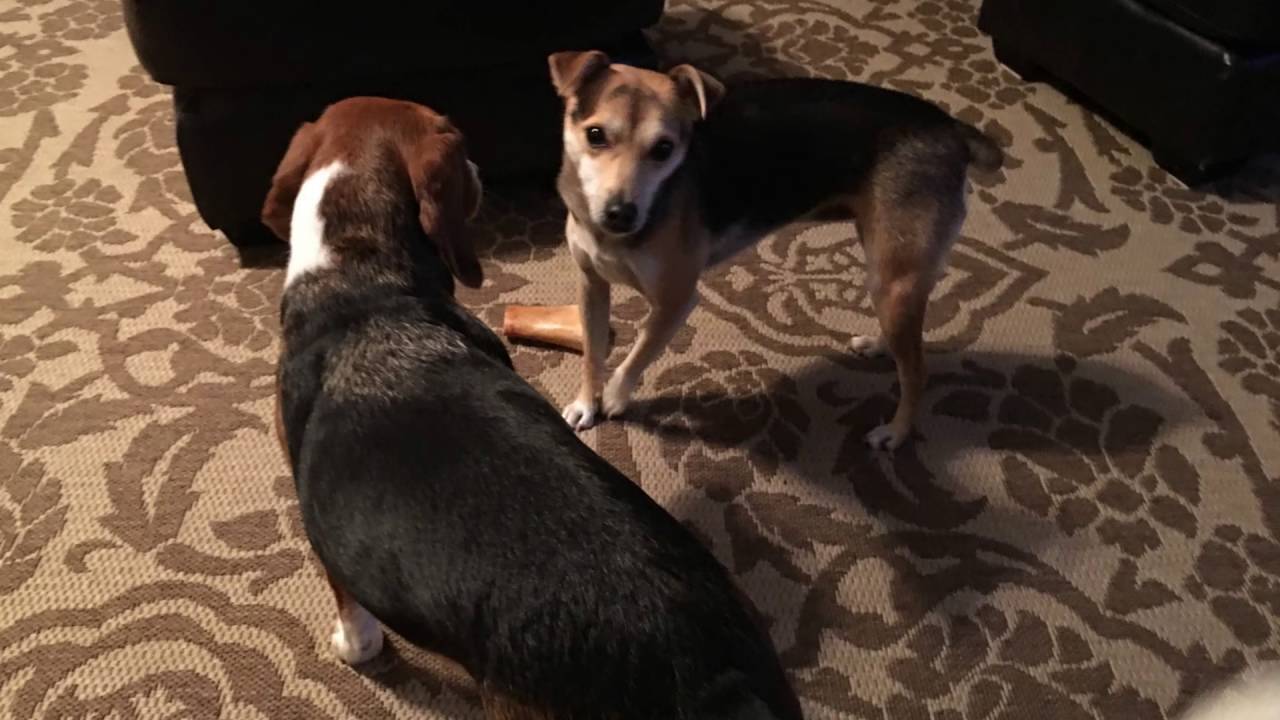 Introduction to Holly and Badger