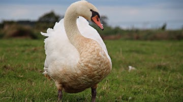 "Nature" [CSprj265] (Composition)