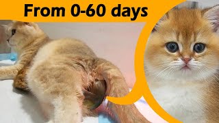 Top sweetest, cutest videos of mother cat Xaxa and her kittens: From 060 days