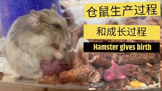 Jo宝的仓鼠生宝宝了记录仓鼠生产和成长过程Hamster giving birth and growing up process by Jo Twins