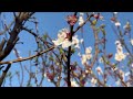 Spring apricot blossom