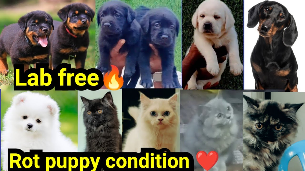 Quality lab free Adoption🔥Rot puppy condition❤പ്രാവ് |Dashund|Shihtzu|Dogs sale low price in Kerala 