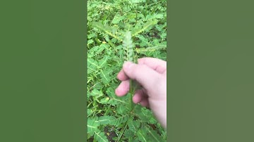 #voluntary #chop and #drop #chamberbitter cover plant