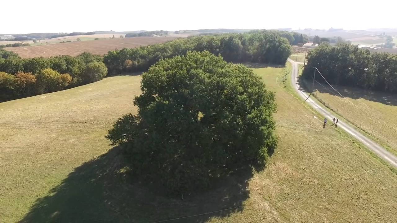 Le chêne remarquable de Tombeboeuf 