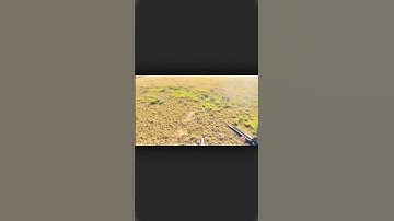 Дикий одиночный охотничий ролик с кадрами вирусного видео🐗
