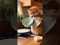 Adorable Orange Tabby Cat's Pancake Cooking Fail - Perfect Loop Video