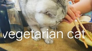 unbelievable my cat is a vegetarian  never seen a cat like this || record with my cats life