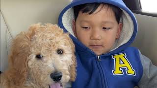 Welcoming a very cute family member ( Golden doodle F1) - Feb 12, 2022