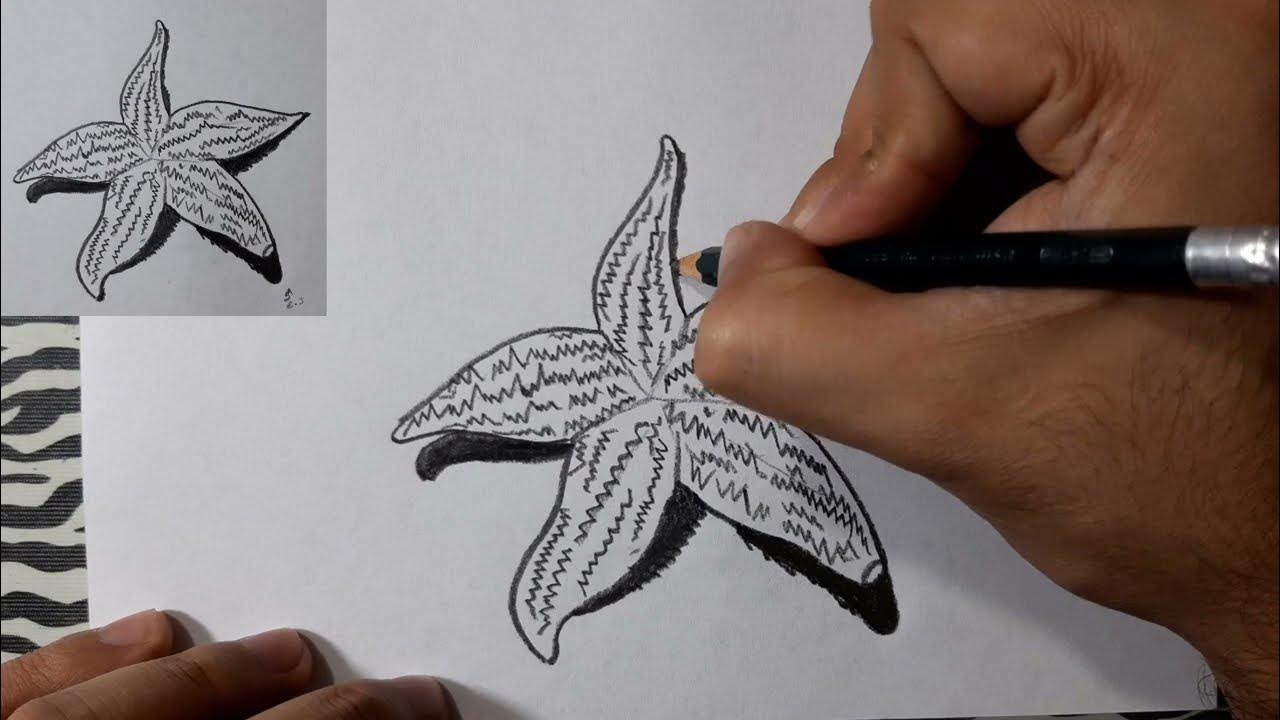 Comment Dessiner Une étoile De Mer Comment dessiner une étoile de mer - YouTube