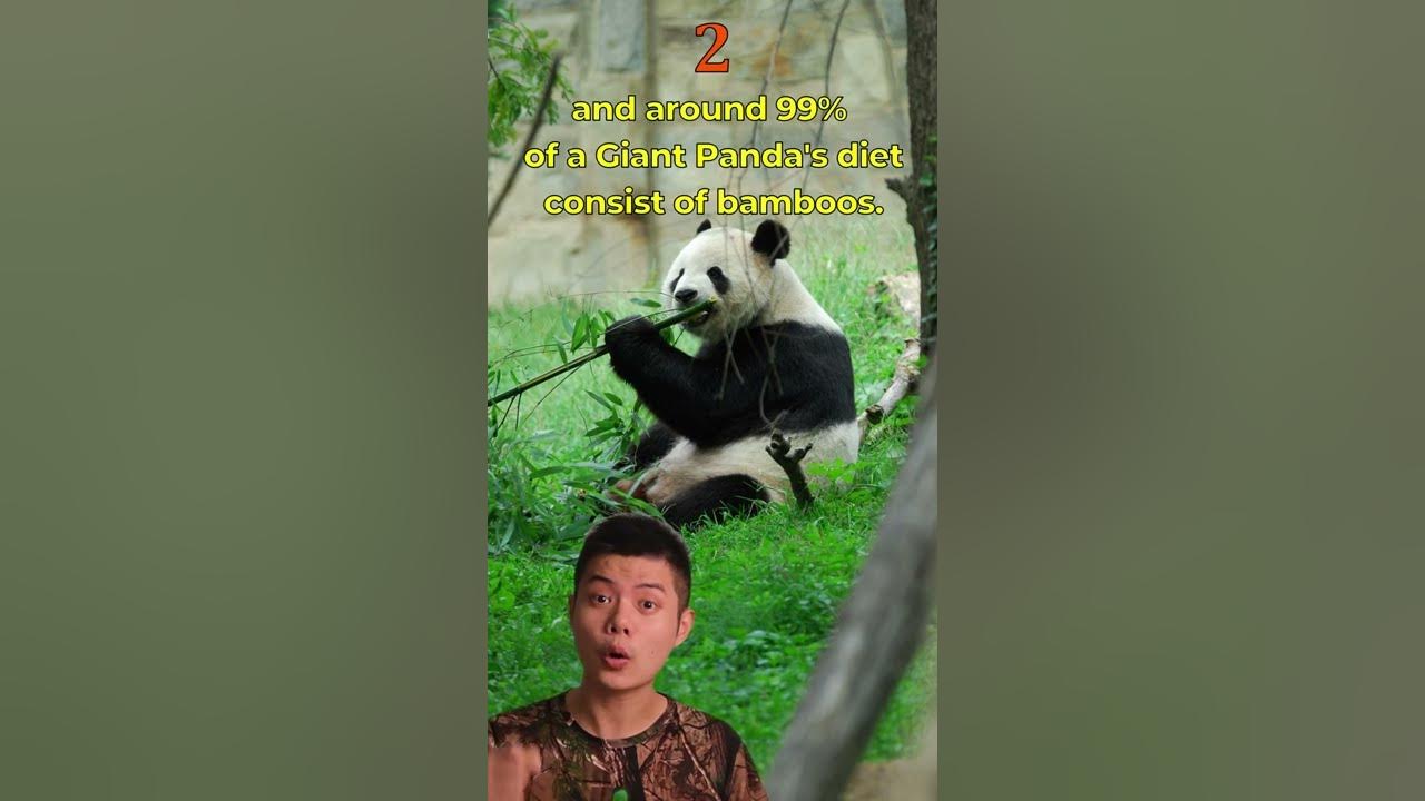 99% of Giant Pandas' Diets is Bamboos. Giant Pandas are strict