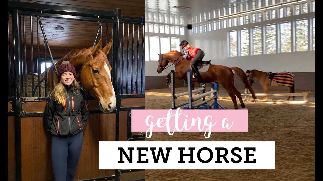 getting a new horse! (vlog #43)