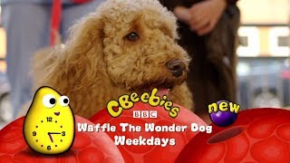 CBeebies | Waffle The Wonder Dog | New Episodes