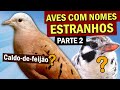 AVES com nomes ESTRANHOS (parte 2) Por que rolinha CALDO-DE-FEIJÃO? Galinha de índio? Tempera Viola?