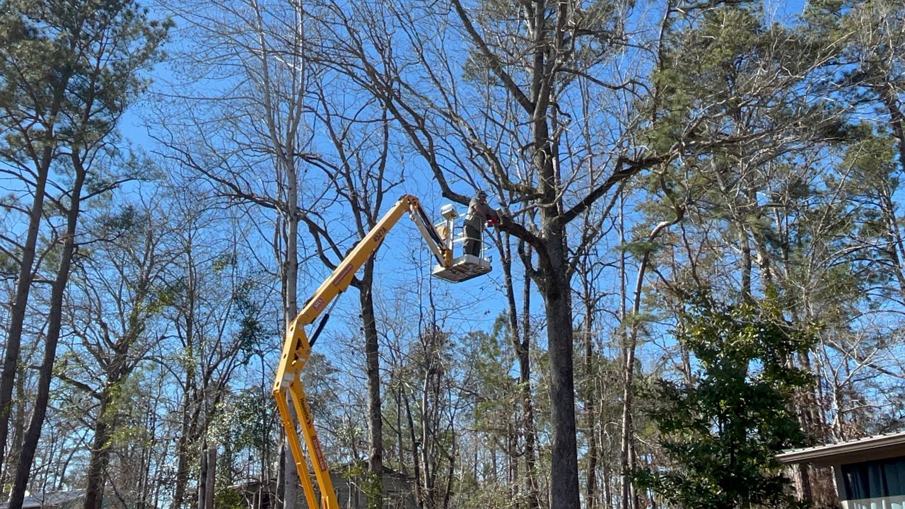 Cutting tree limbs off property line#bauer #treecutting - YouTube