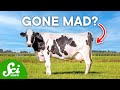 What Happened to Mad Cow Disease?