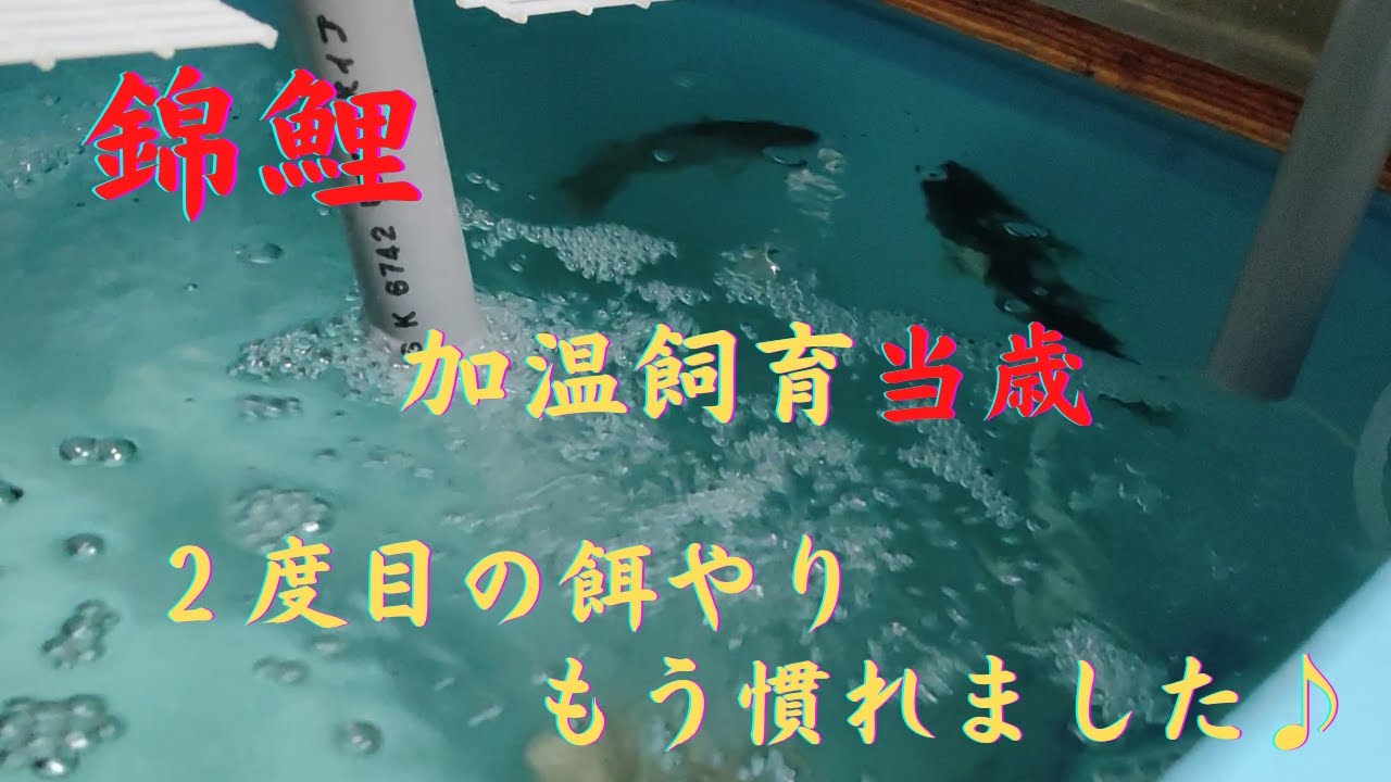 錦鯉 当歳用に餌を購入しました Youtube 錦鯉 当歳用に餌を購入しました Youtube