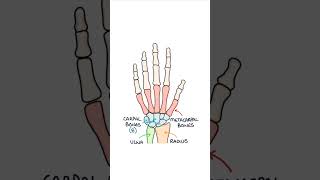 Basic Hand Bone Anatomy #medicalstudent #anatomy #orthopaedics #biology