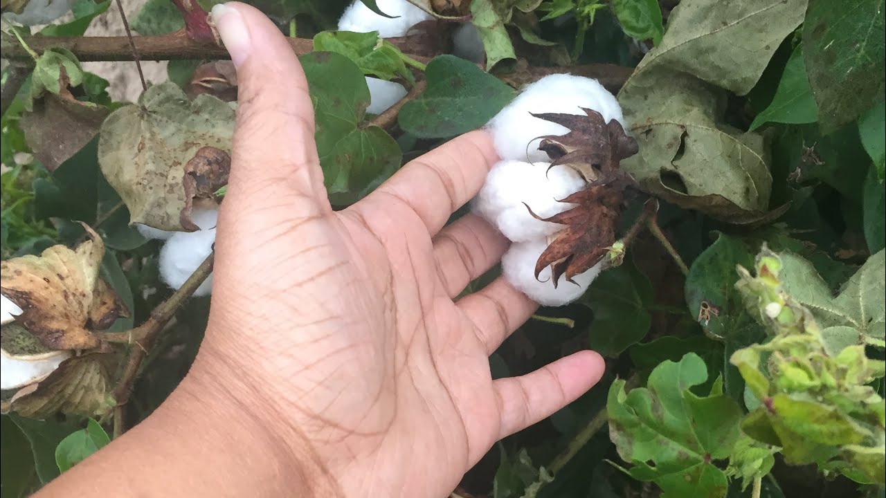 Backyard Cotton Growing Is Illegal In Several States Youtube