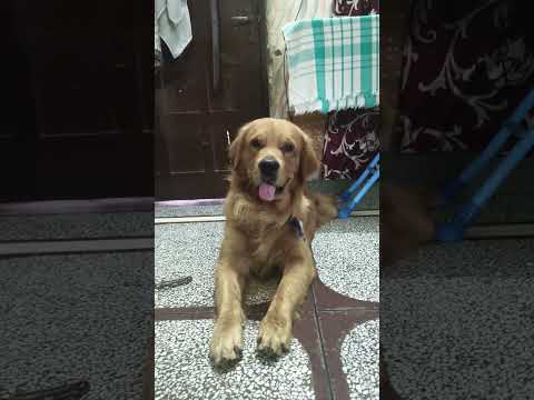 लखपति बन गया #goldenretreivers #shortfeed #dogsofinstagram #dogloversdog #funny #comedy