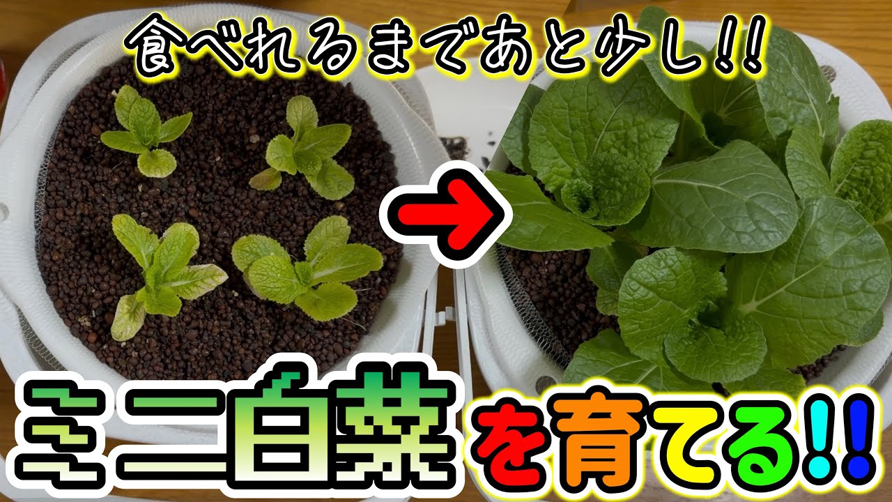 【水耕栽培】メダカポニックスから移したミニ白菜がしっかり成長している!!