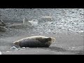 Seehunde am Jökulsárlón 2019