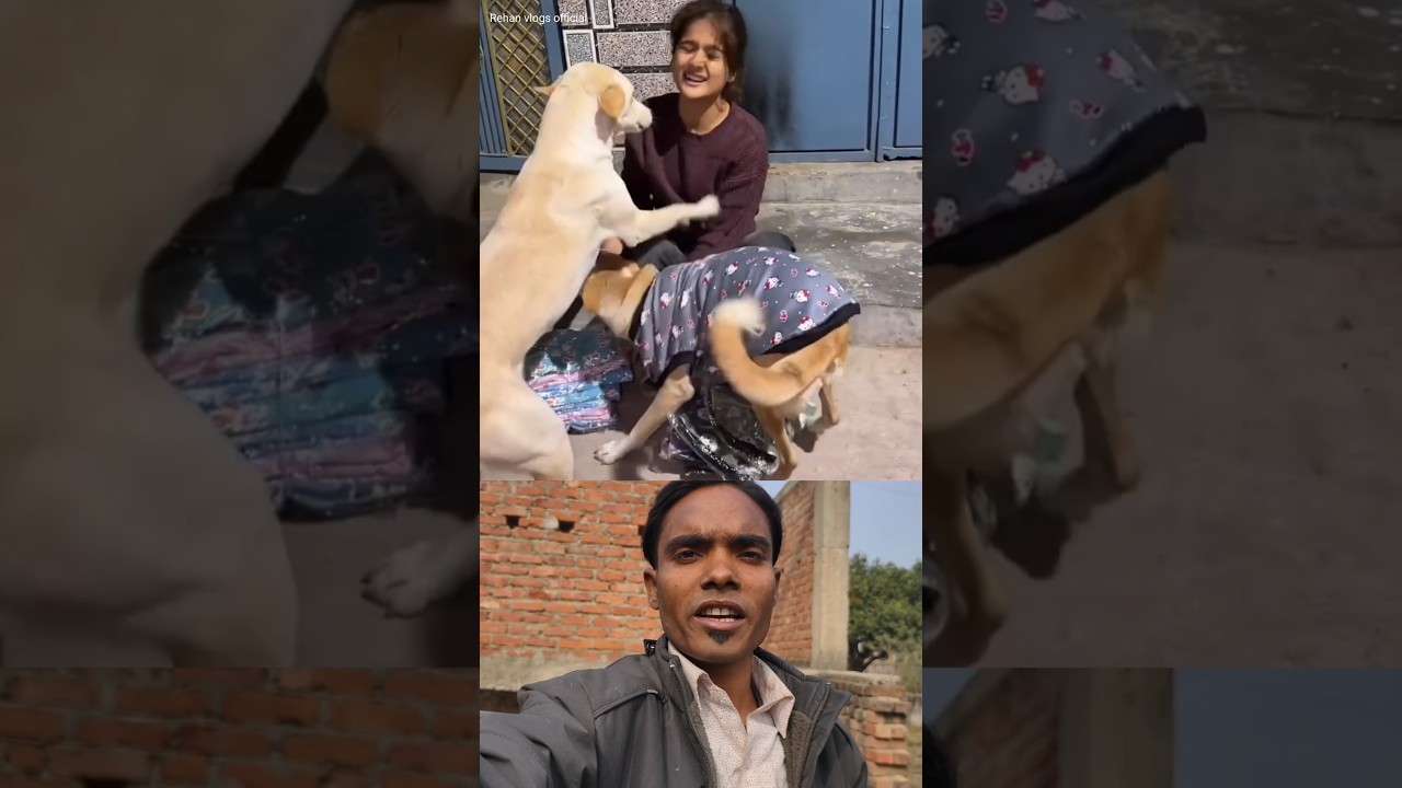 Humanity for dogs in the cold 😎❤️ Sigma rule inspirational quotes motivational 