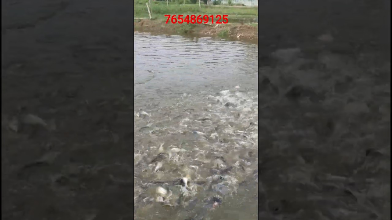 how to growth 📈📈 fish farming Bihar payasi