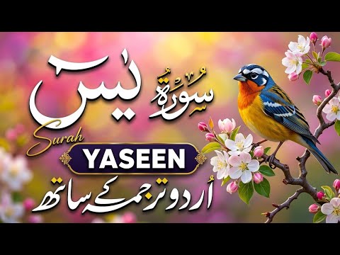 Surah Yaseen with Urdu Translation || Beautiful Quran Recitation for Peace & Healing (سورة Ep 079