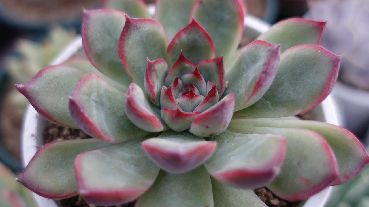 5 [Gorgeous Echeveria You Can Buy Anywhere] A constant favorite