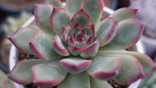 5 [Gorgeous Echeveria You Can Buy Anywhere] A constant favorite